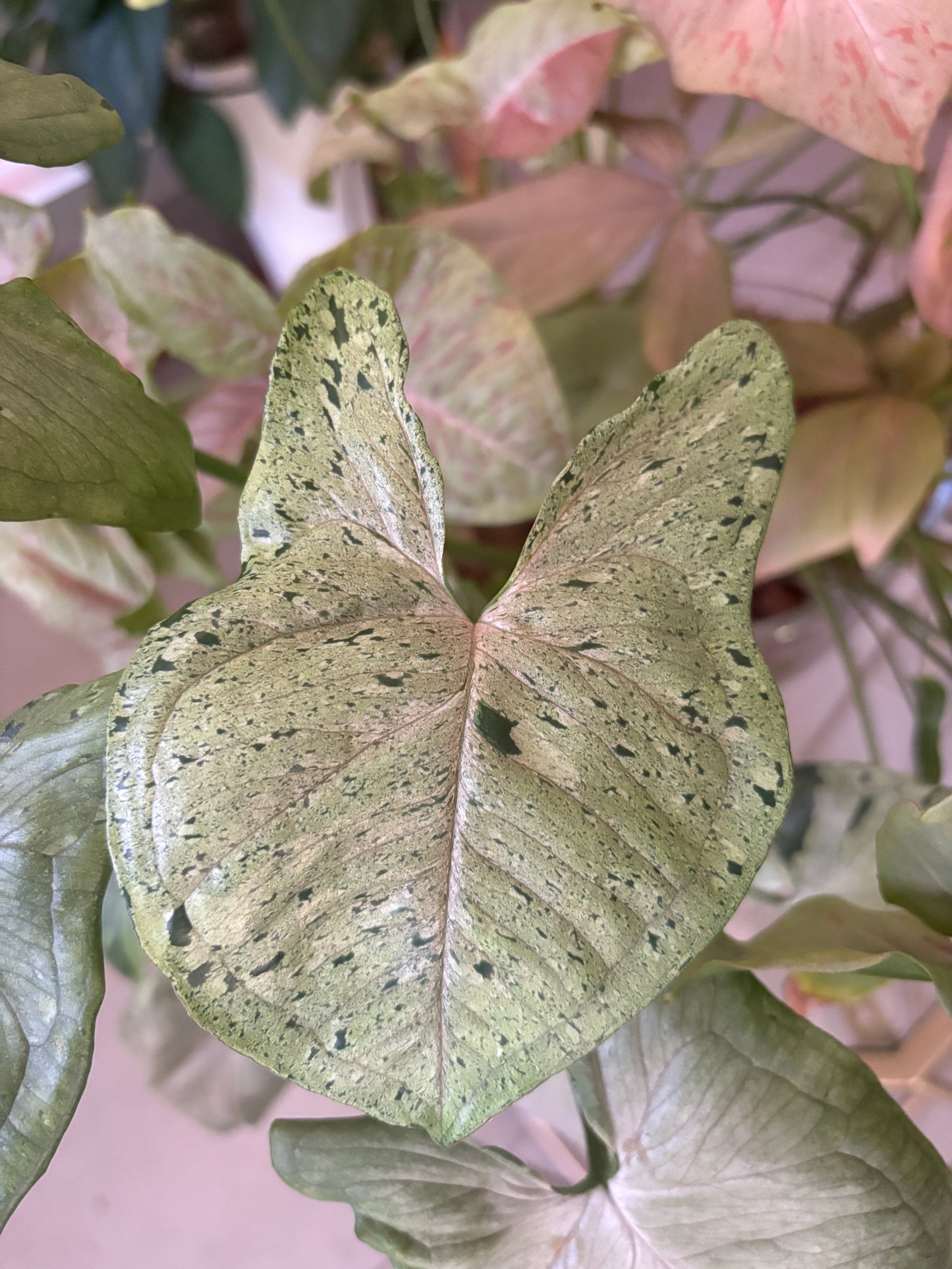 Syngonium Grey Ghost