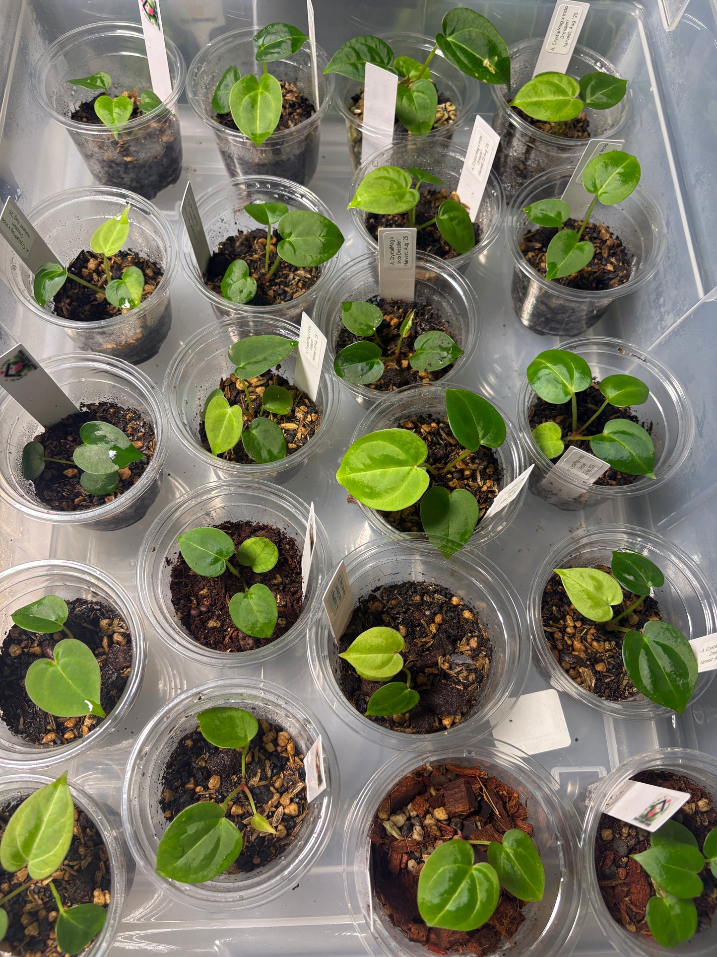 A. CrystalMag x Indo Dressleri