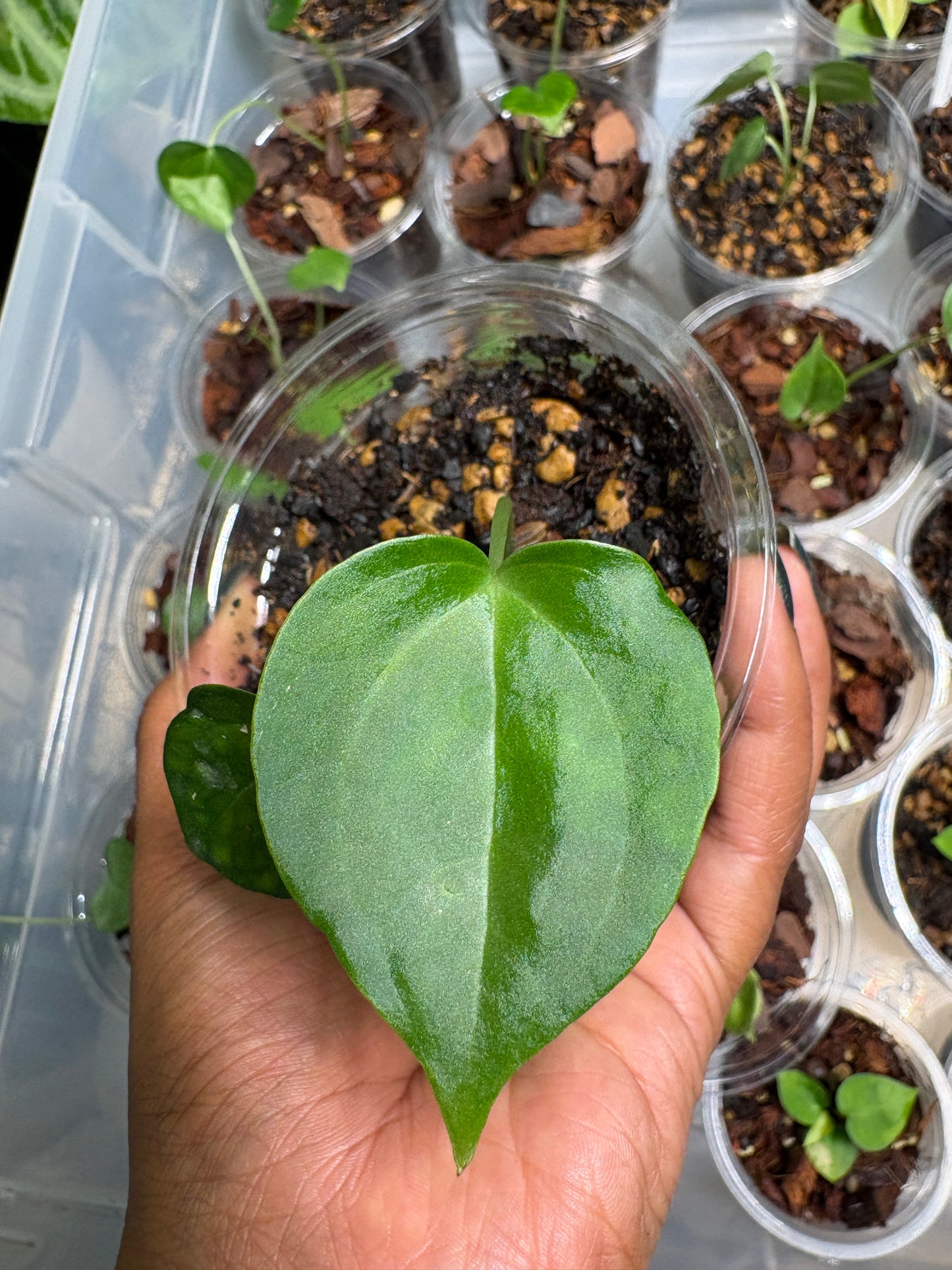 A. Macrolobium x Clarinervium