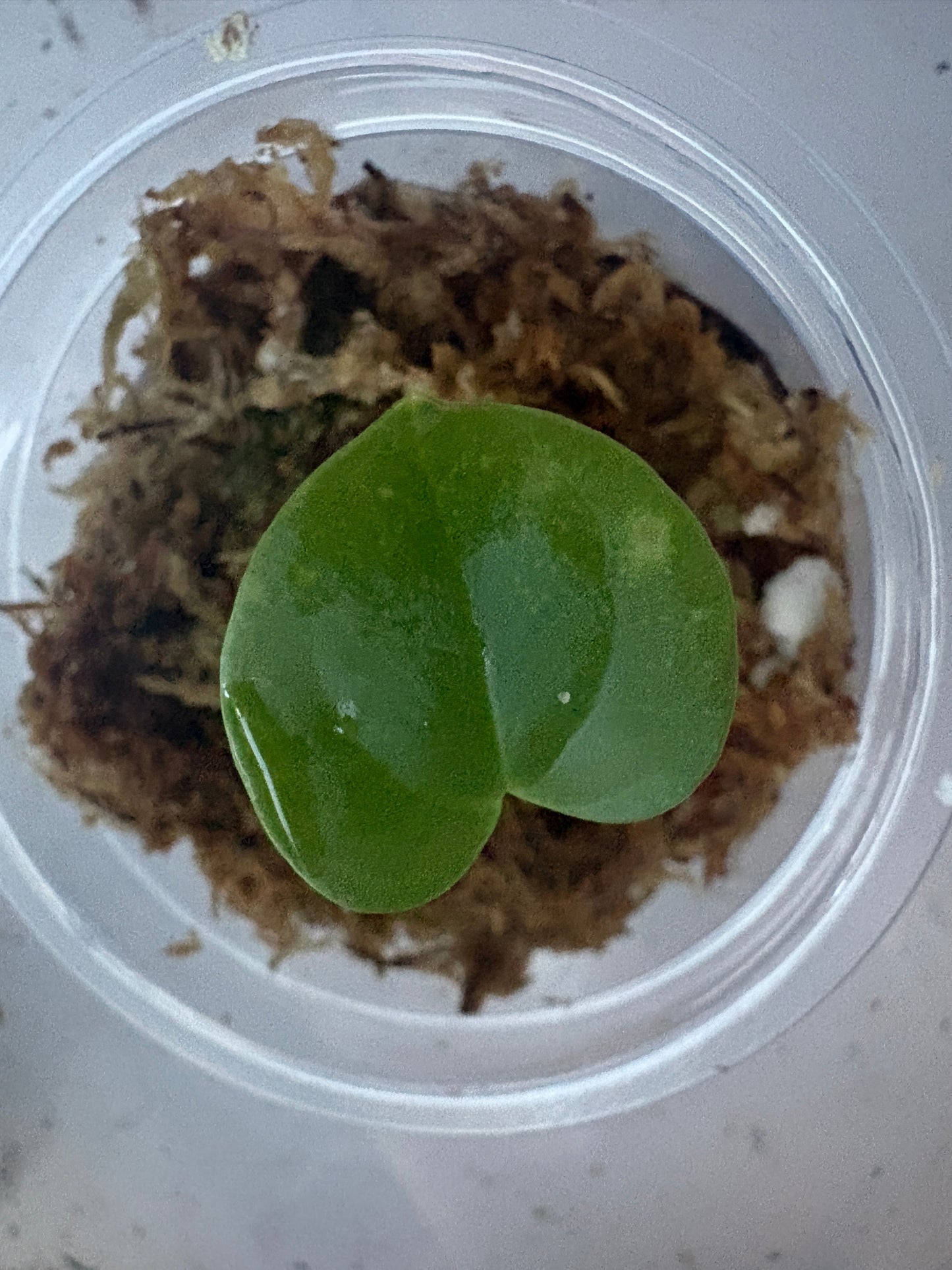 Anthurium Dressleri (Small seedling)