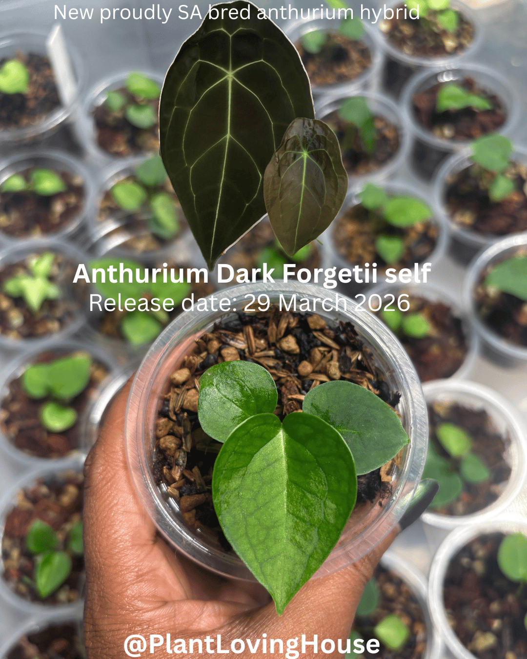 A. Dark Forgetii