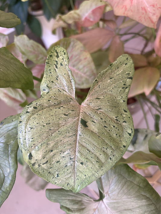 Syngonium Grey Ghost