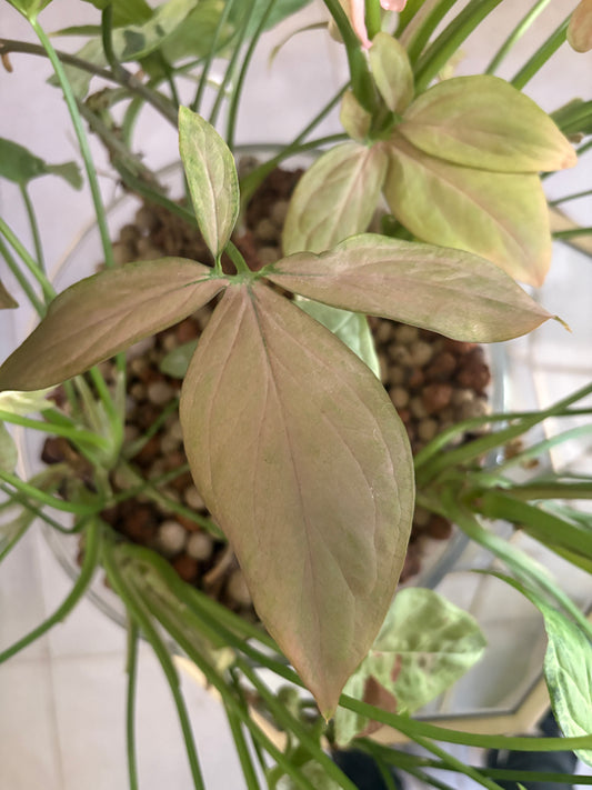 Syngonium Pink Trileaf