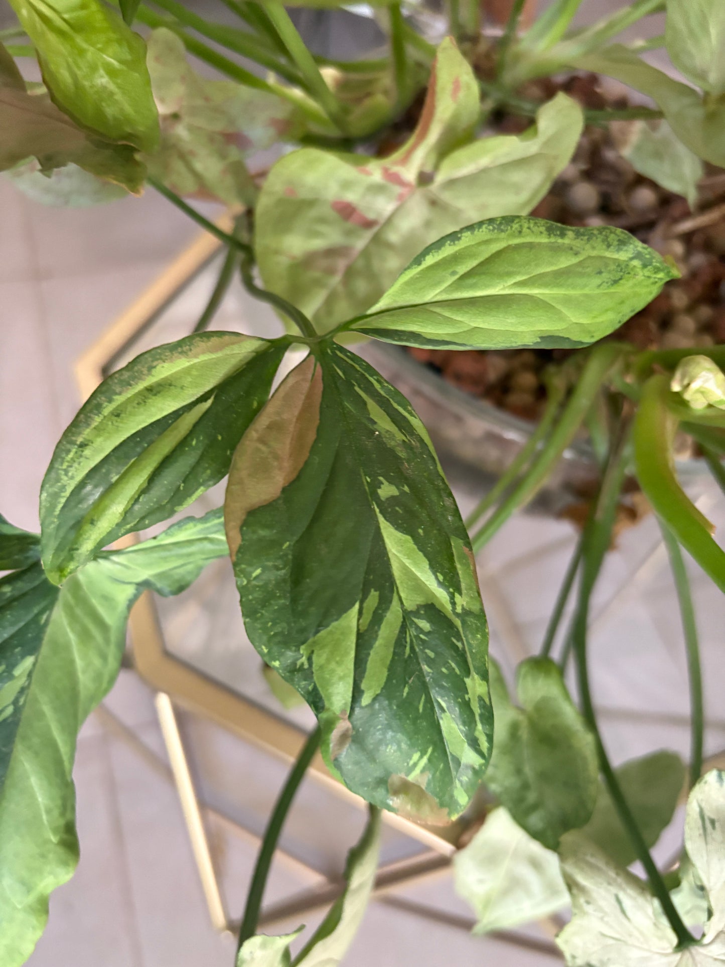 Syngonium Red Spot Tricolour