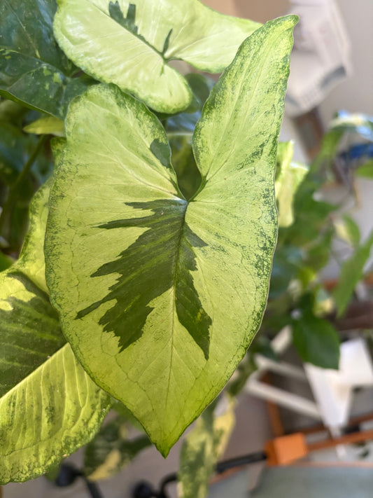 Syngonium Three Kings