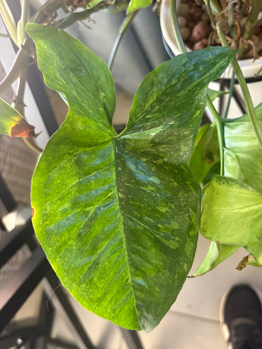 Syngonium Panda Galaxy