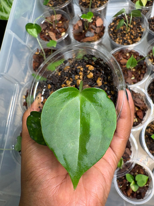 A. Macrolobium x Clarinervium