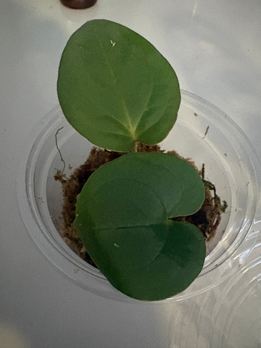 Anthurium Dressleri (Large seedling)