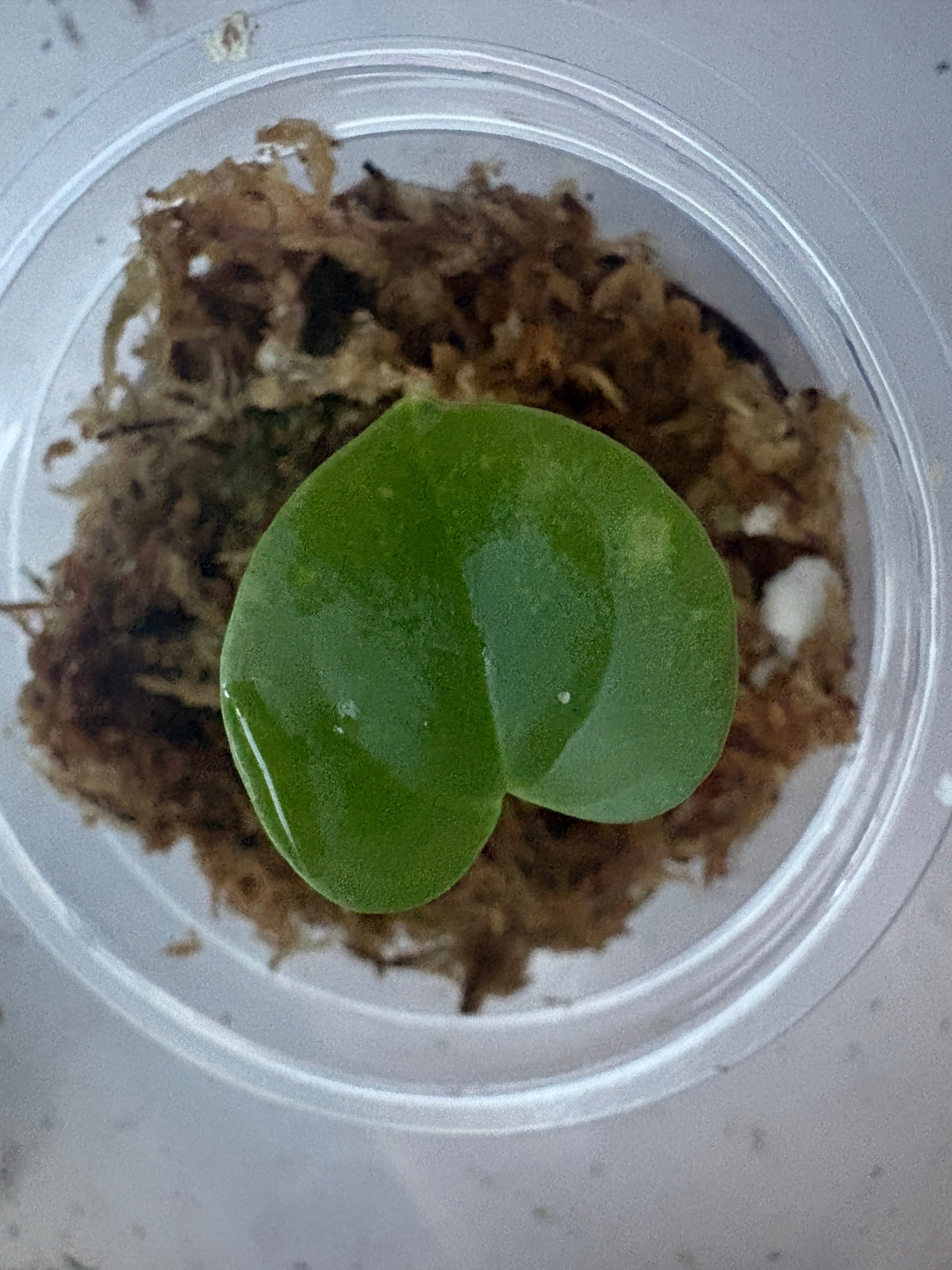 Anthurium Dressleri (Small seedling)