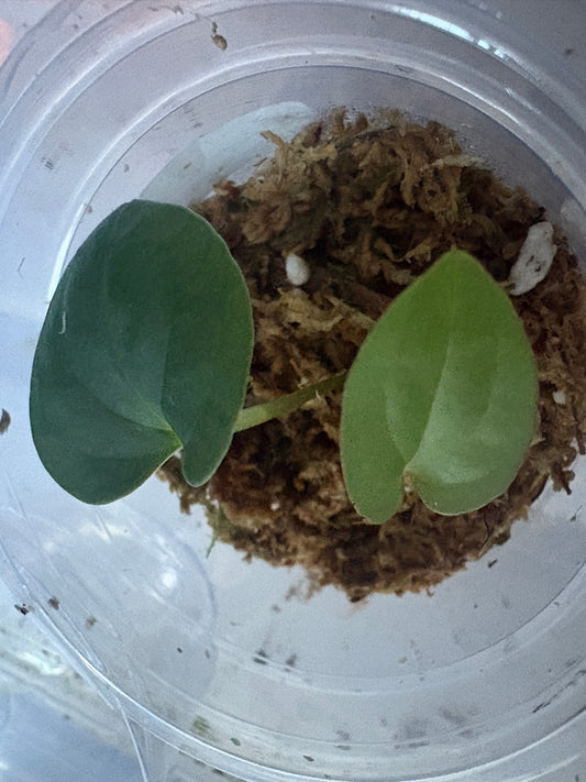 Anthurium Dressleri (Medium seedling)